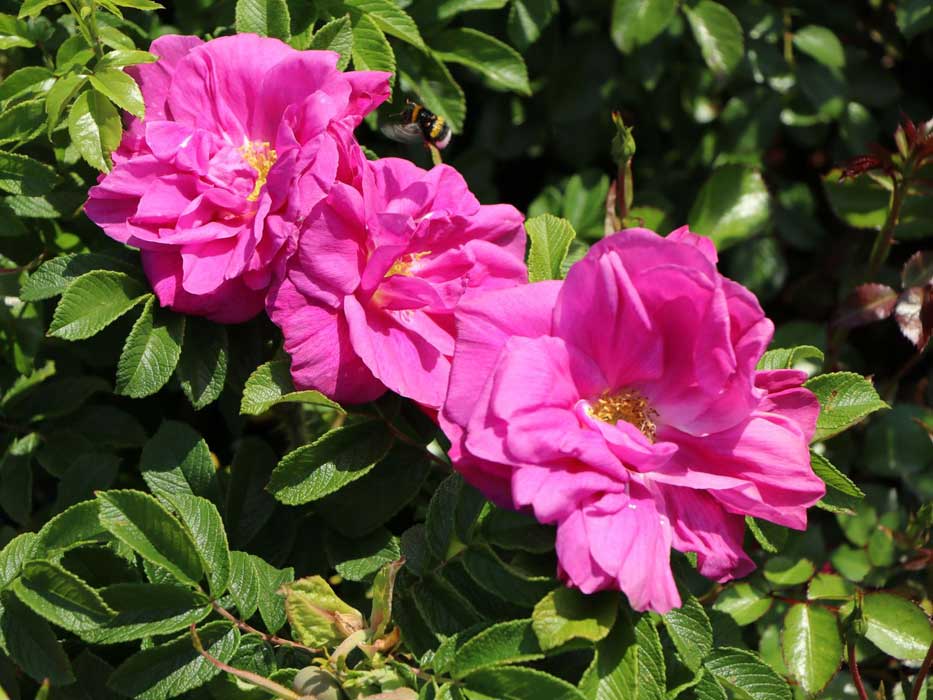'Moje Hammerberg'